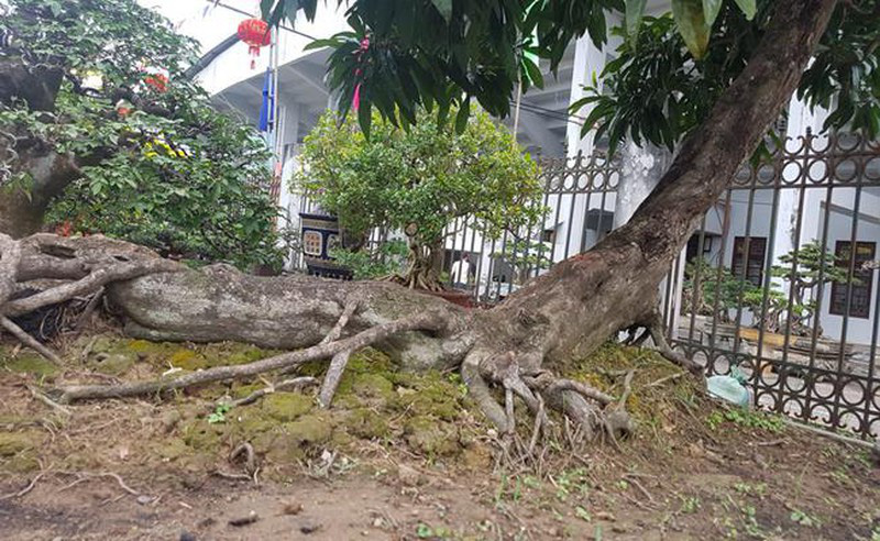 “Quái cây” nhìn như củi khô mà giá ngang cả gia tài, nhà nào sắm được đều &quot;không phải dạng vừa&quot;! - Ảnh 14.