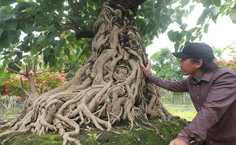 “Quái cây” nhìn như củi khô mà giá ngang cả gia tài, nhà nào sắm được đều &quot;không phải dạng vừa&quot;! - Ảnh 18.