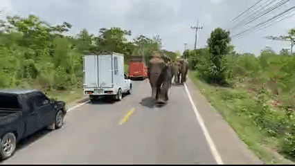 Cuộc chiến khốc liệt giữa 2 chú voi để giành quyền &quot;gần gũi&quot; con cái - Ảnh 1.