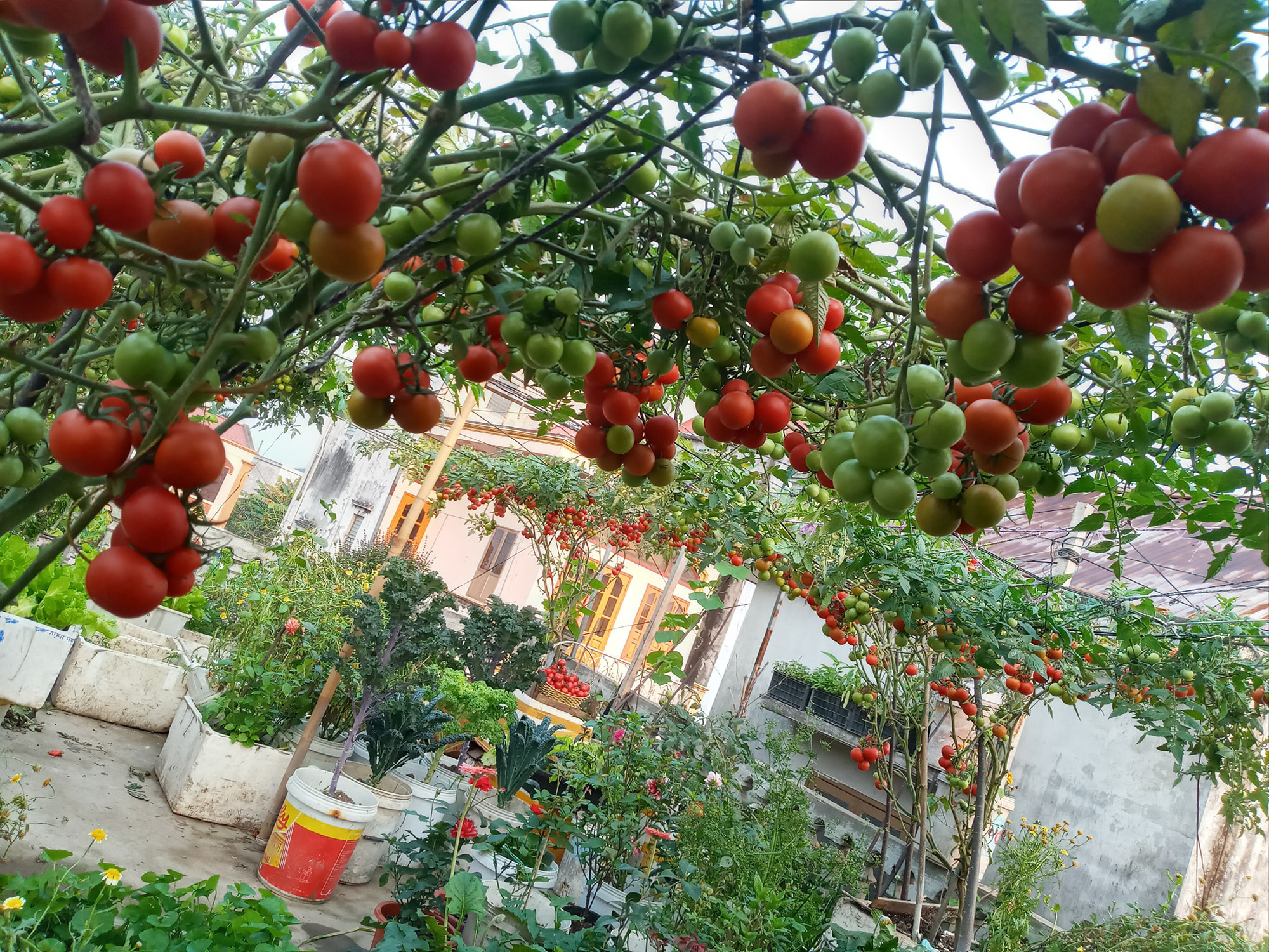 Định mức Kinh tế kỹ thuật về Khuyến nông cho mô hình trồng cà chua ứng dụng  công nghệ cao