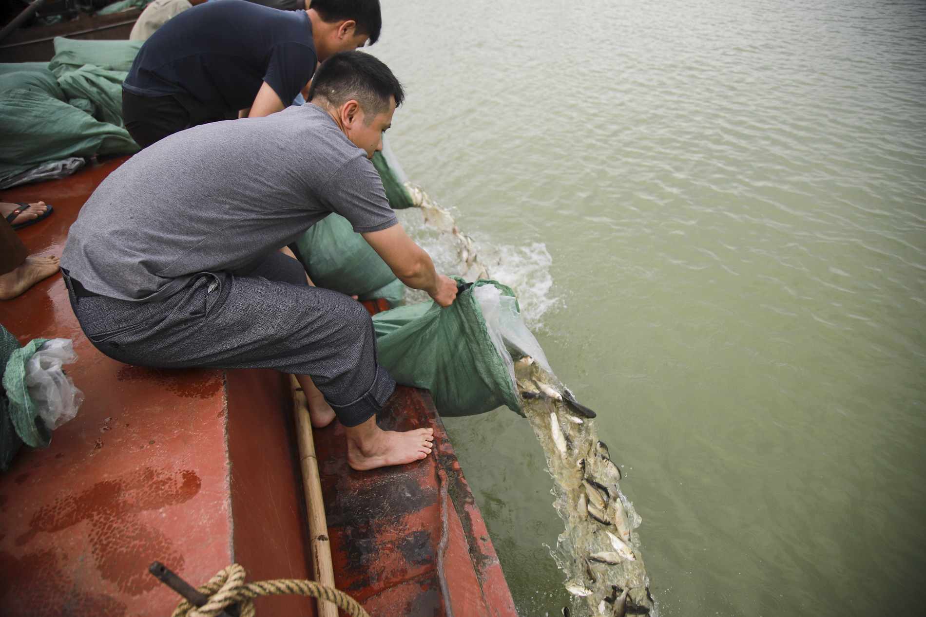 Hơn 10 tấn cá được phóng sinh trên quê hương Bác Hồ - Ảnh 3.