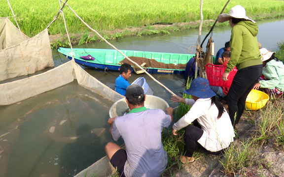 Đồng Tháp: Nuôi cá lăng ngoài đồng lúa, chả phải cho ăn mà dân bắt lên toàn cá tươi rói, bán đắt tiền