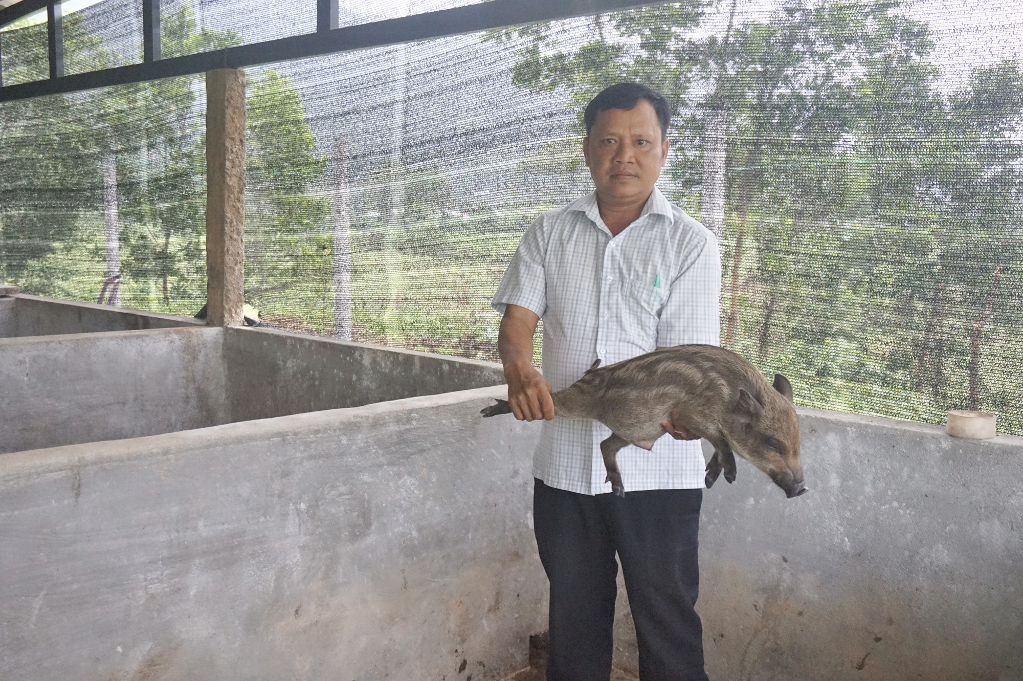 Đà Nẵng: Khởi nghiệp với mô hình nuôi heo rừng lai, một người con Cơ Tu có cuộc sống sung túc - Ảnh 1.