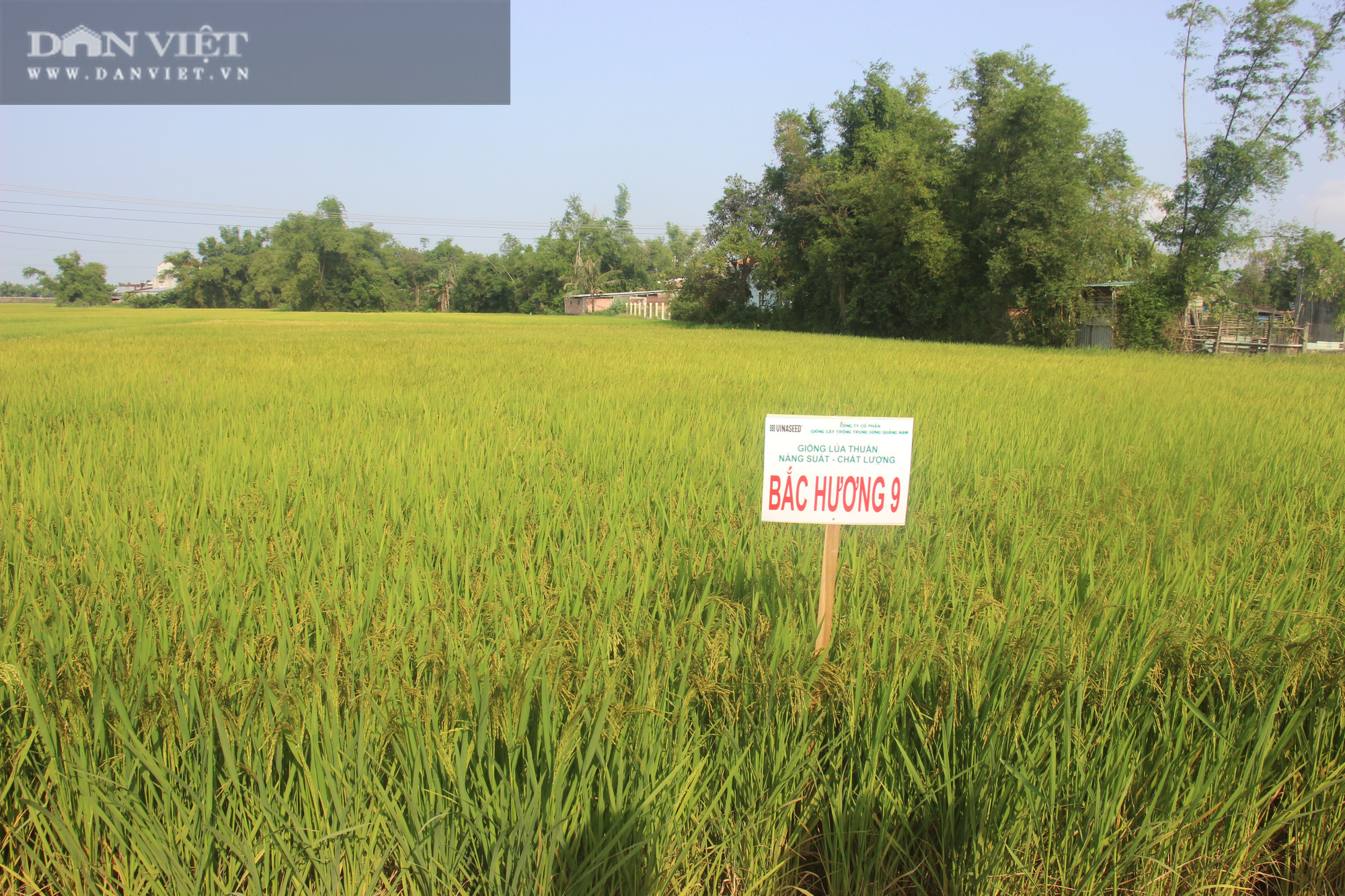 Bất ngờ trước hàng loạt giống lúa mới của VinaSeed trên vùng đất Bình Định - Ảnh 2.