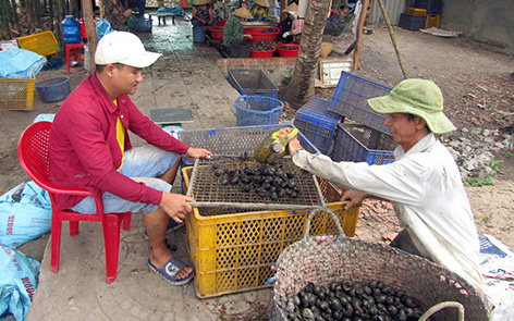 Hậu Giang: Giá ốc bươu vàng bất ngờ tăng cao, doanh nghiệp muốn mua được nhiều ốc phải dùng &quot;chiêu&quot; này