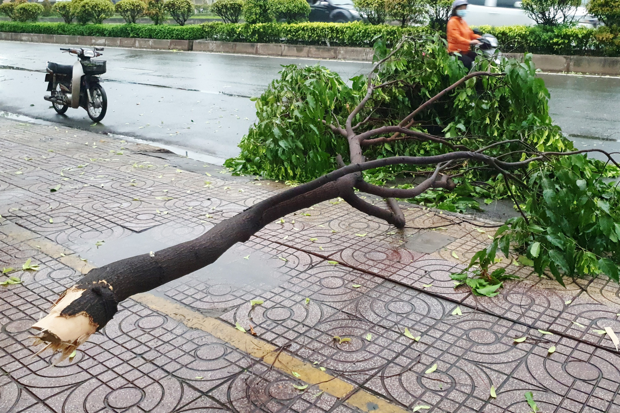 TP.HCM: Cây xanh gãy, bật gốc hàng loạt sau mưa lớn - Ảnh 2.