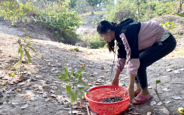 Nông dân thu hoạch điều ở Đồng Nai