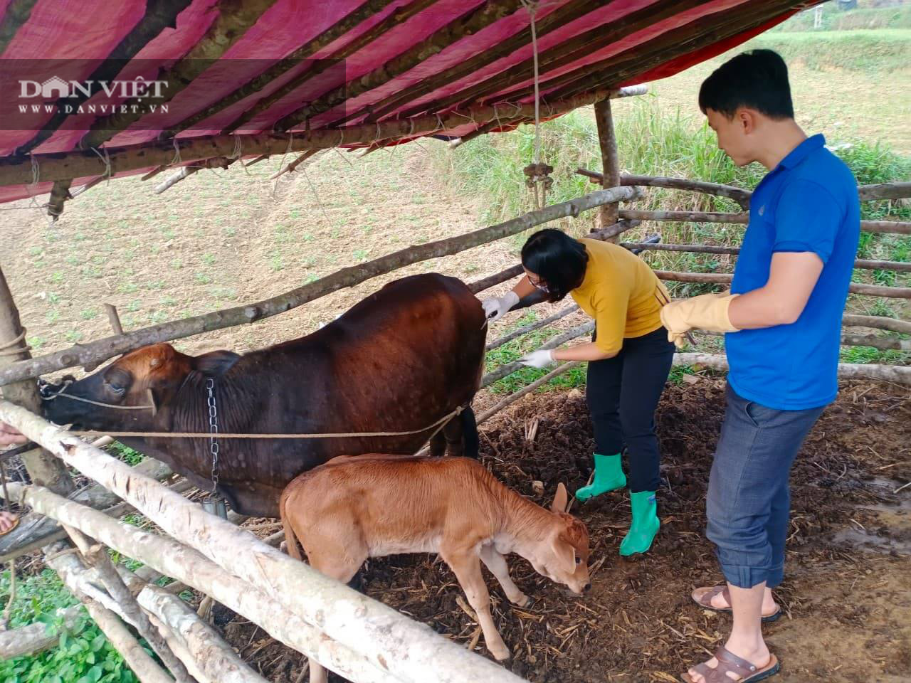 Bắc Kạn: Dịch viêm da nổi cục trên trâu bò bùng phát lại - Ảnh 1.