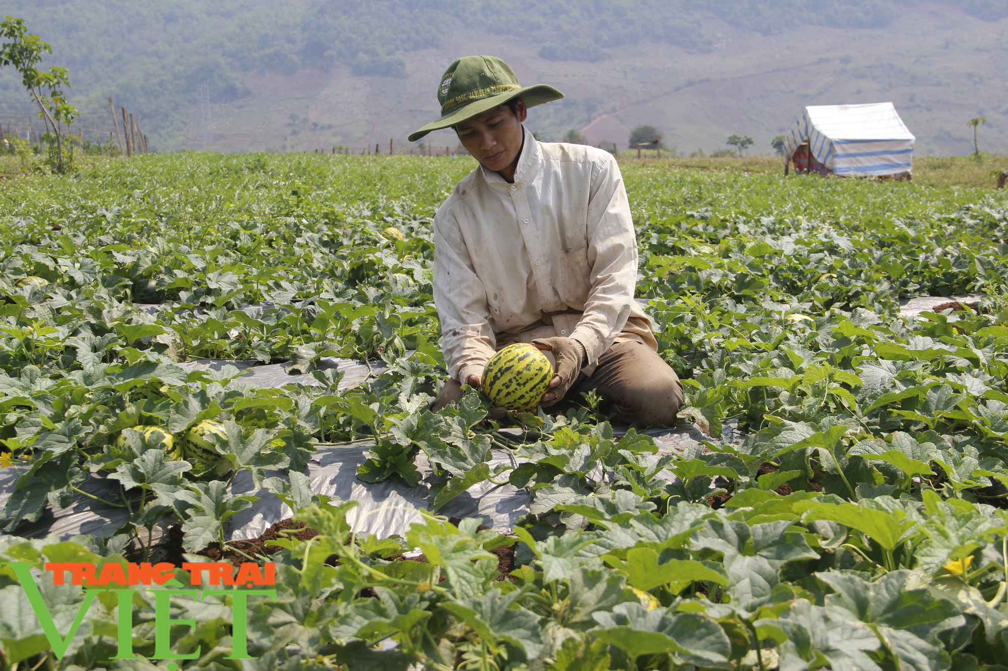 Hiệu quả kinh tế từ trồng dưa trên đất lúa - Ảnh 1.