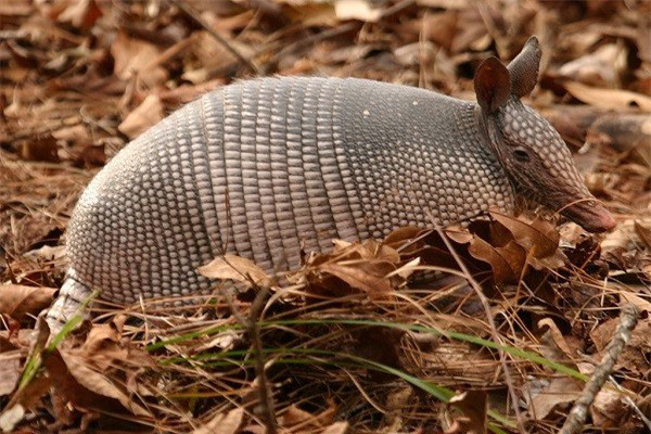 Tatu ba đai - loài động vật nhỏ bé có thể lăn tròn như quả bóng khi gặp nguy hiểm - Ảnh 4.