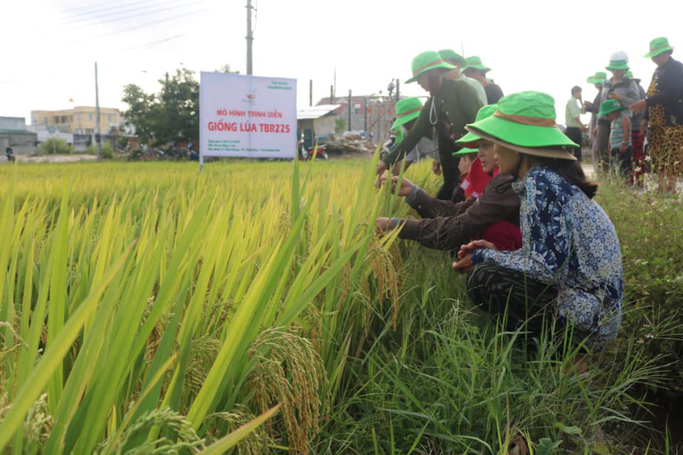 Khánh Hòa: Giống lúa TBR225 gạo ngon, cơm mềm năng suất ra sao khiến nông dân mê mẩn - Ảnh 1.