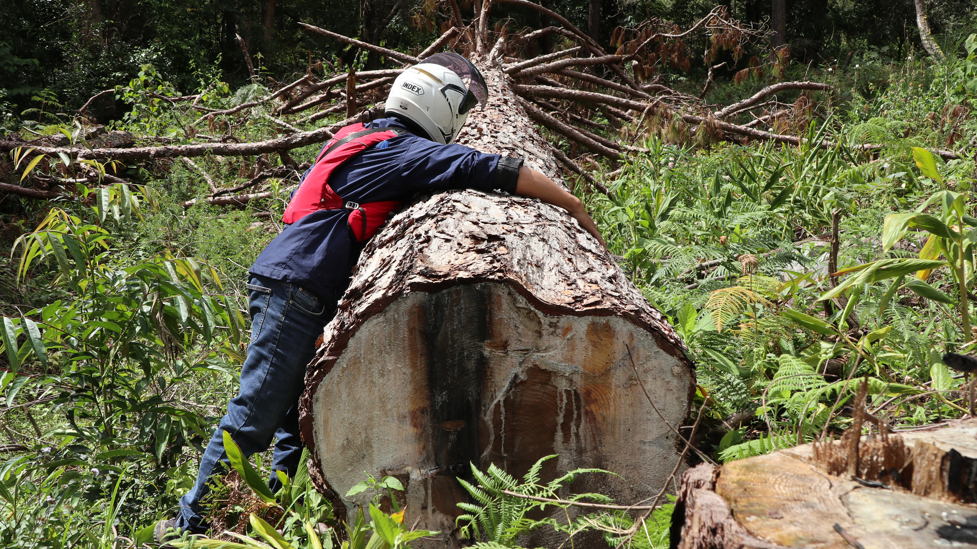  Lâm Đồng: Tạm đình chỉ công tác 4 Trưởng ban quản lý rừng do thiếu trách nhiệm - Ảnh 1.