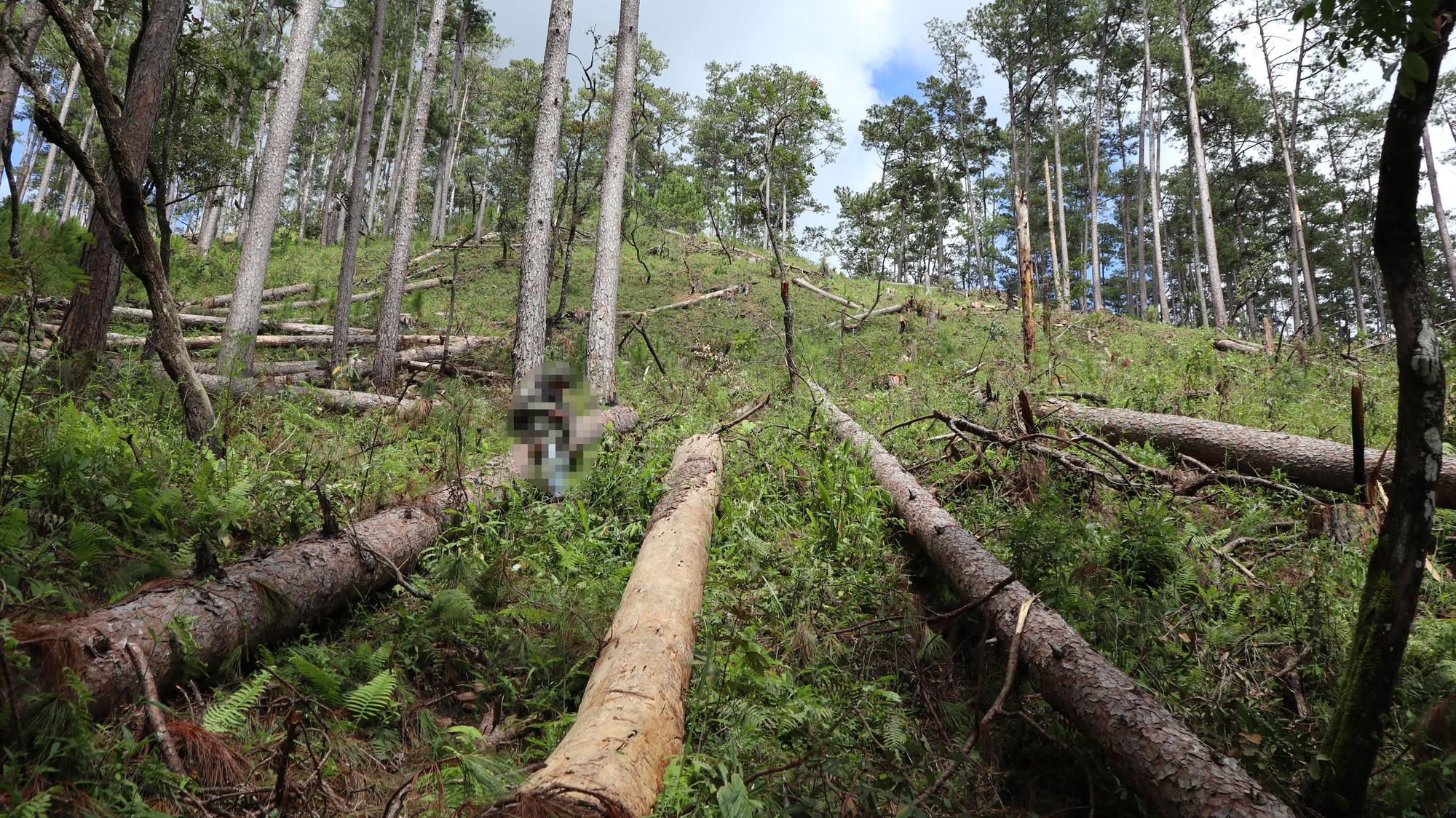 Lâm Đồng: Tạm đình chỉ công tác 4 Trưởng ban quản lý rừng do thiếu trách nhiệm - Ảnh 2.