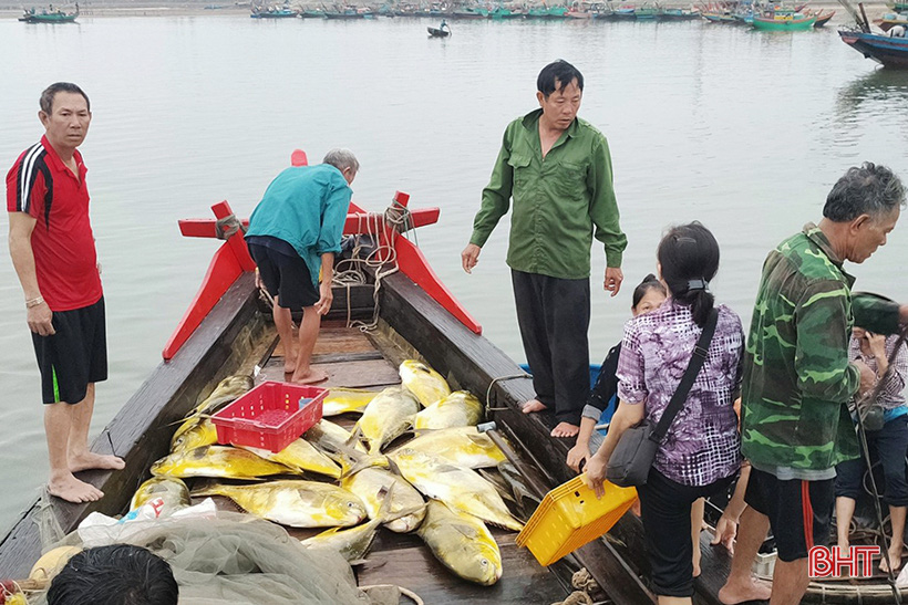 Hà Tĩnh: Dân ra biển bắt ngay được hàng tấn cá chim vàng, con nào cũng to bự, bán 300.000 đồng/kg - Ảnh 3.