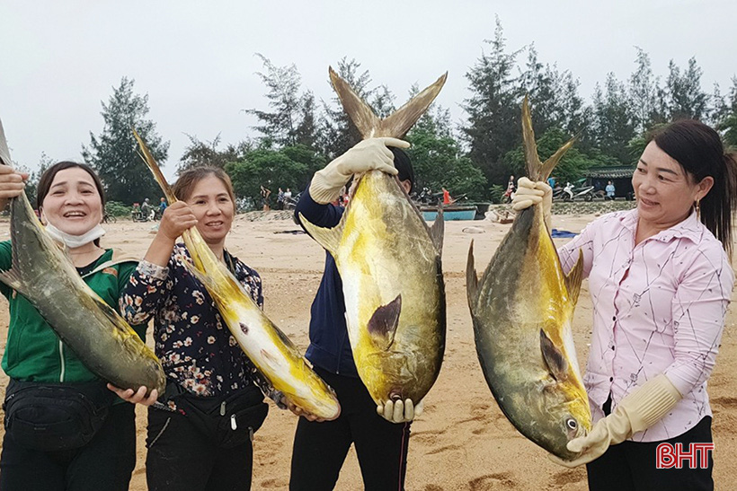 Hà Tĩnh: Dân ra biển bắt ngay được hàng tấn cá chim vàng, con nào cũng to bự, bán 300.000 đồng/kg - Ảnh 1.