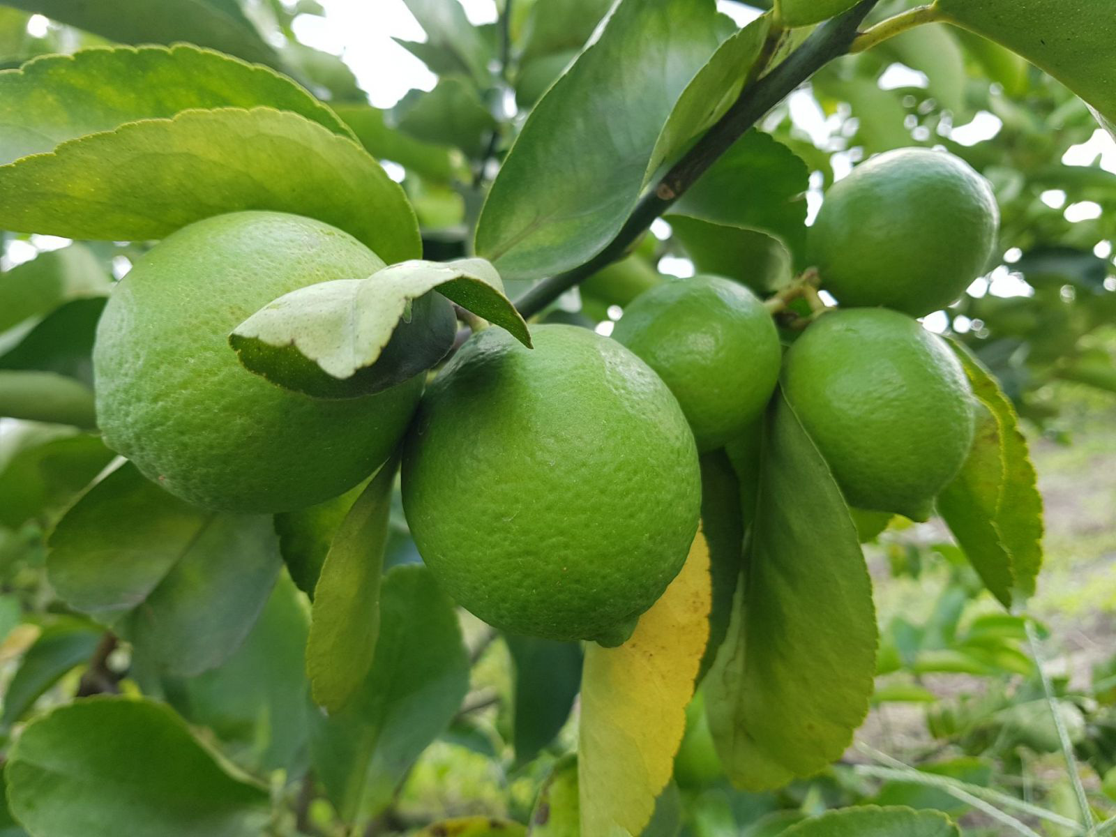 Long An: Trồng chanh công nghệ cao, hái hàng tấn trái bán sang châu Âu - Ảnh 4.