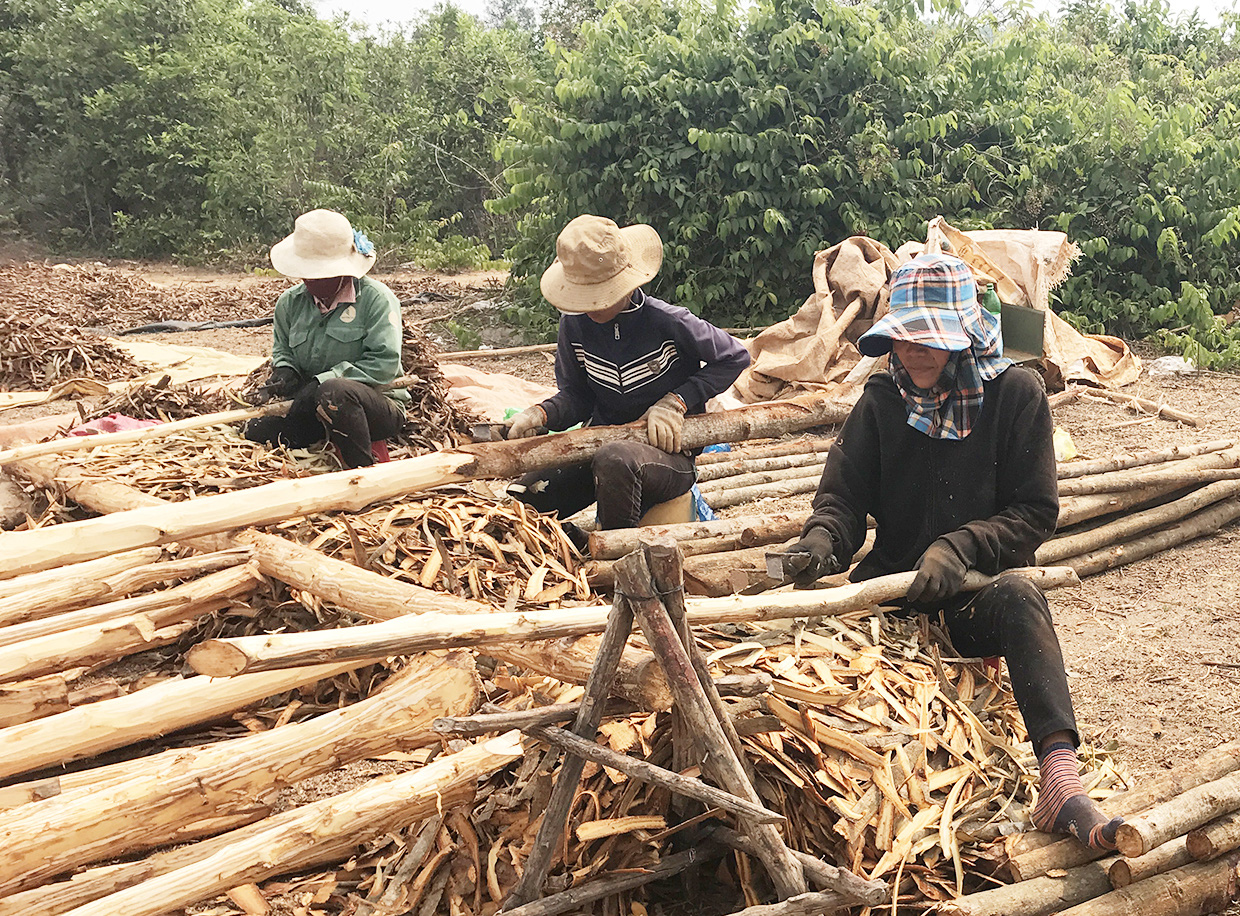 Gia Lai: Cám cảnh vỏ cây &quot;giảm nghèo&quot; giảm mạnh, nguyên nhân Trung Quốc, Ấn Độ cũng trồng được? - Ảnh 1.