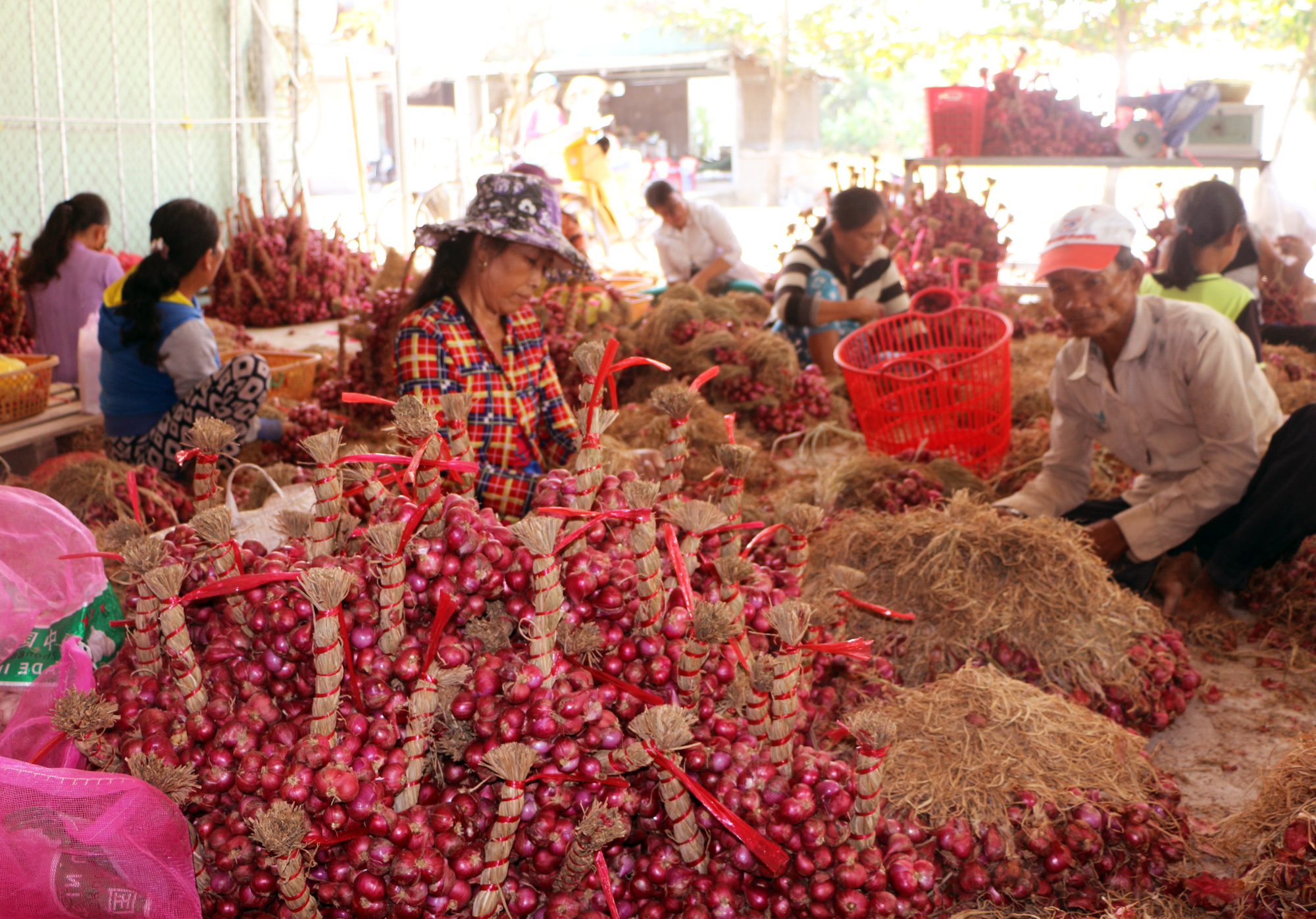 Hành tím Trung Quốc 3.000 đồng/kg, khiến hành tím Vĩnh Châu giá thấp kỷ lục, tồn đọng 50.000 tấn - Ảnh 2.