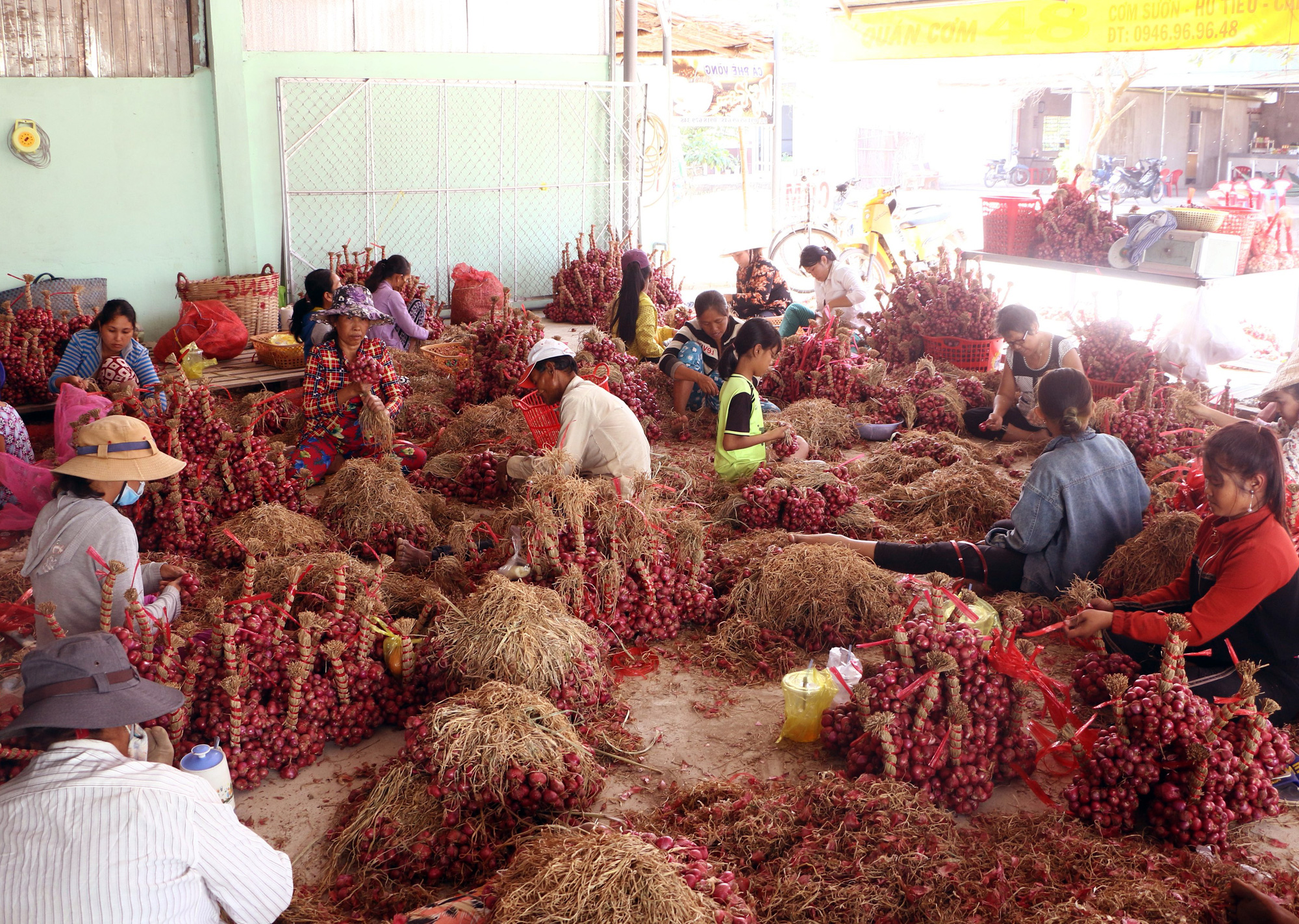 Hành tím Trung Quốc 3.000 đồng/kg, khiến hành tím Vĩnh Châu giá thấp kỷ lục, tồn đọng 50.000 tấn - Ảnh 1.