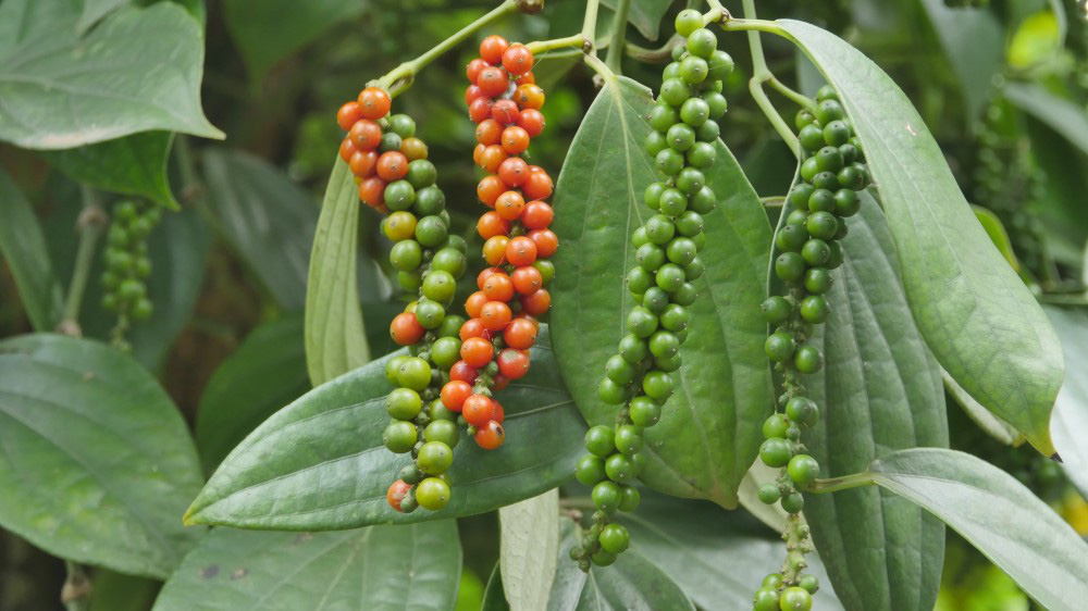 Giá nông sản hôm nay 19/4: Giá tiêu vẫn giảm, cà phê hướng tới mốc 33 triệu đồng/tấn - Ảnh 1.