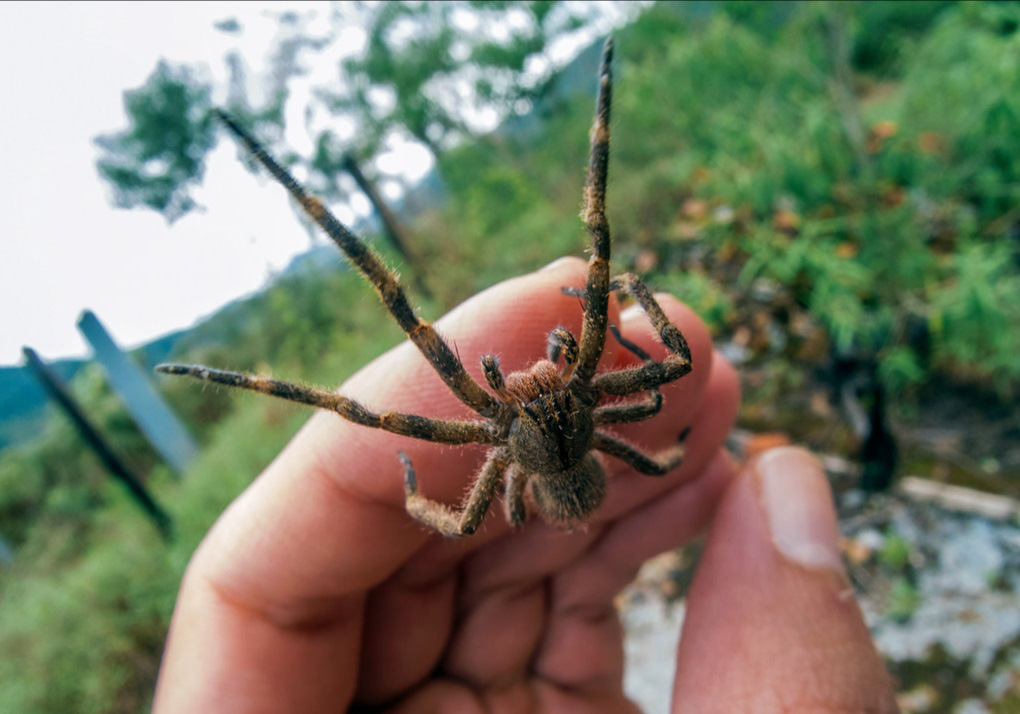 Cận cảnh loài nhện độc nhất thế giới có thể hạ gục người chỉ trong một vết cắn - Ảnh 6.