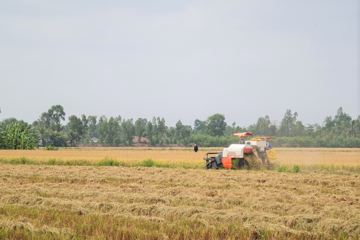 Sóc Trăng: Lúa chín đầy đồng, &quot;cò&quot; ép giá, nông dân như &quot;ngồi trên đống lửa&quot; - Ảnh 2.