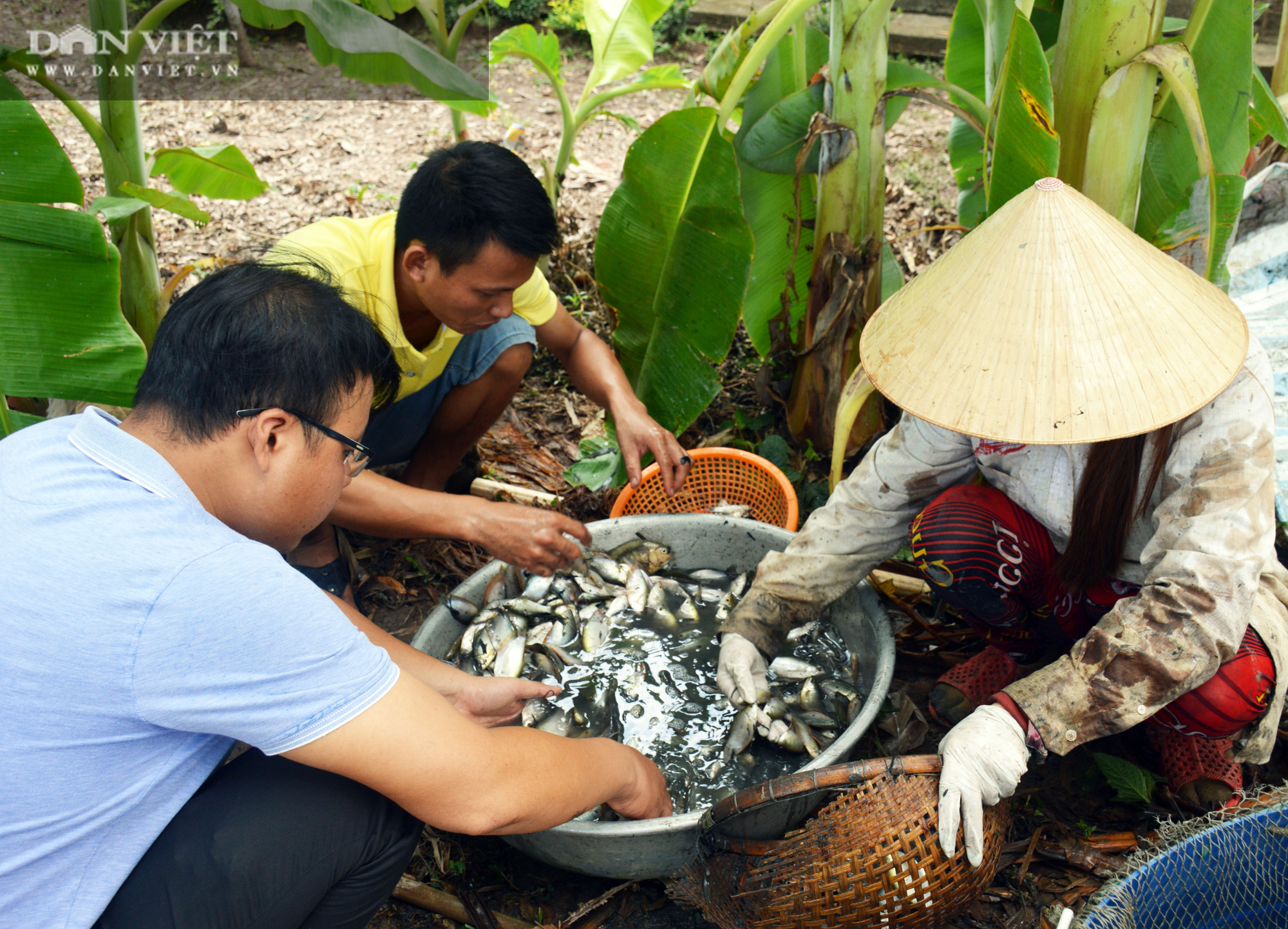 Về Cà Mau tát đìa bắt cá đồng to bự mang nướng than giữa đồng - Ảnh 13.