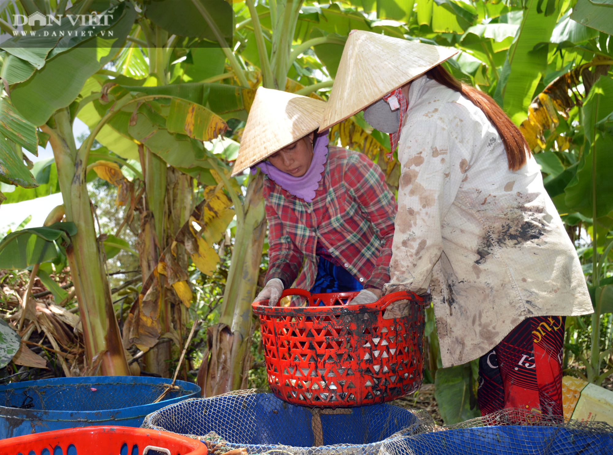 Về Cà Mau tát đìa bắt cá đồng to bự mang nướng than giữa đồng - Ảnh 11.