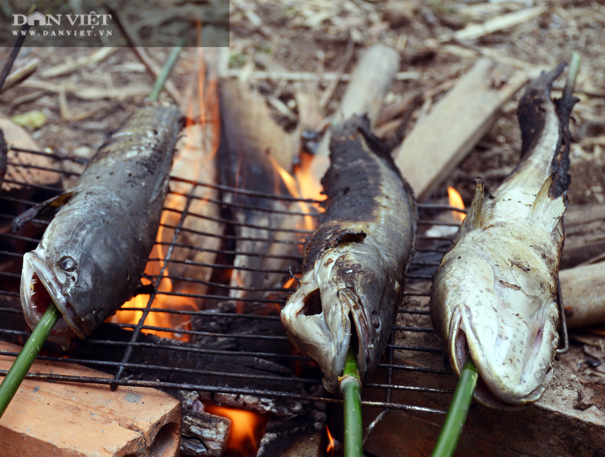 Về Cà Mau tát đìa bắt cá đồng to bự mang nướng than giữa đồng - Ảnh 20.