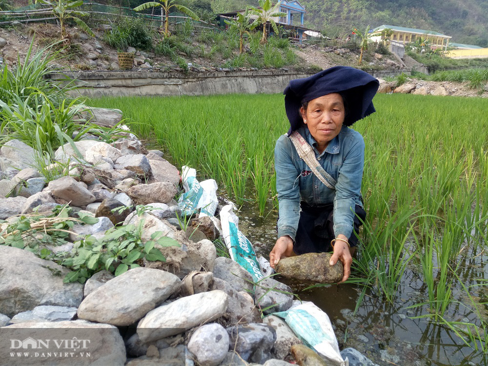 Làm ruộng trên đá – nhọc nhằn mưu sinh của hàng ngàn hộ dân tộc thiểu số ở vùng cao Nặm Păm - Ảnh 2.