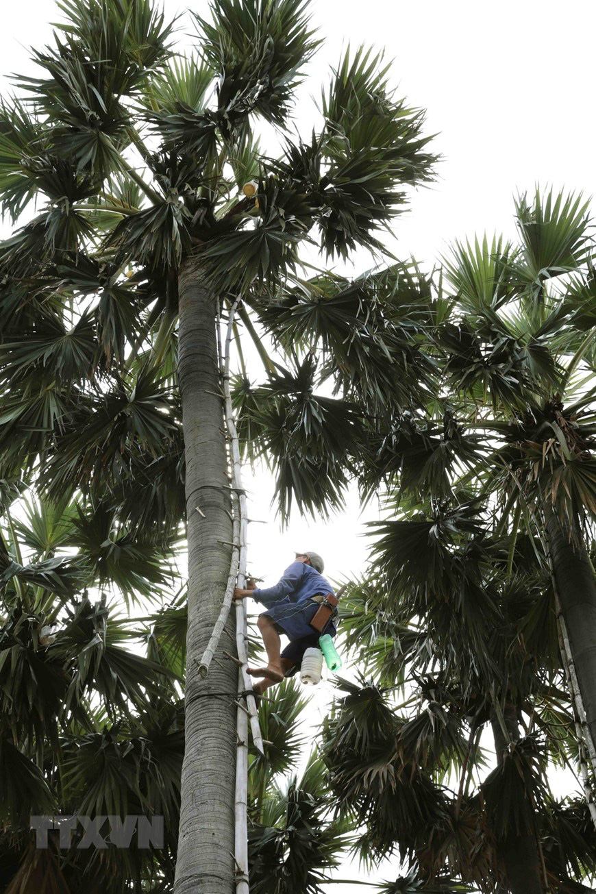 An Giang: Giống dừa nhưng không phải là dừa, cây thân thẳng cao đến 30m, uống vào mát ngọt lịm tỉnh cả người - Ảnh 11.