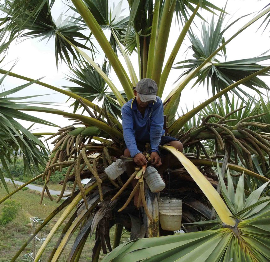 An Giang: Giống dừa nhưng không phải là dừa, cây thân thẳng cao đến 30m, uống vào mát ngọt lịm tỉnh cả người - Ảnh 4.