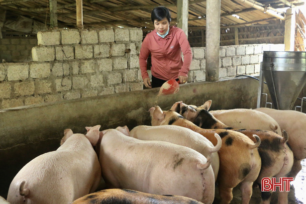 Hà Tĩnh: "Nữ tướng" chỉ huy đàn lợn đông con, mỗi năm nhẹ nhàng bỏ túi nửa tỷ đồng