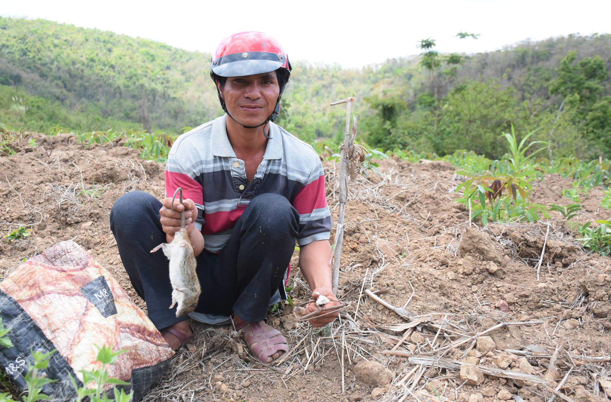 Dân kêu trời vì chuột phá hoại nông sản - Ảnh 1.