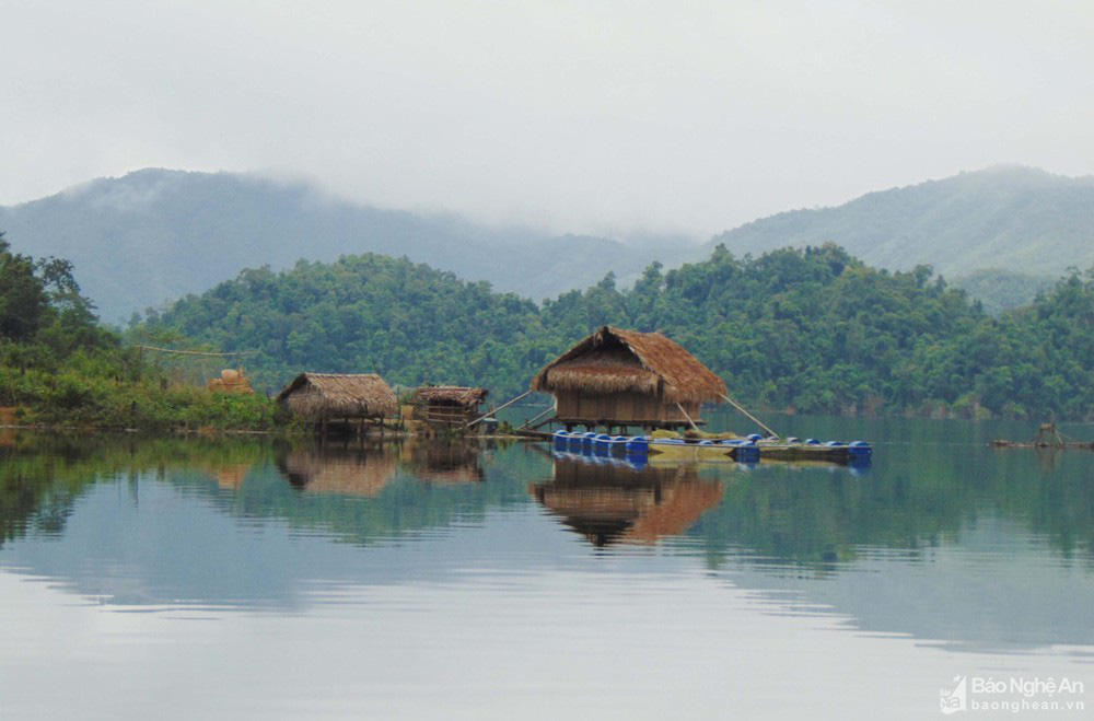 Nghệ An: Nuôi cá lồng ở lòng hồ thủy điện, toàn loại đặc sản con to bự, nông dân &quot;bỏ túi&quot; hàng trăm triệu đồng - Ảnh 1.