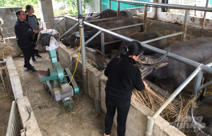 Cao Bằng: Nuôi trâu cho ăn những thứ này con nào cũng béo, da đen bóng, ở tít biên giới cũng có tiền tỷ - Ảnh 1.