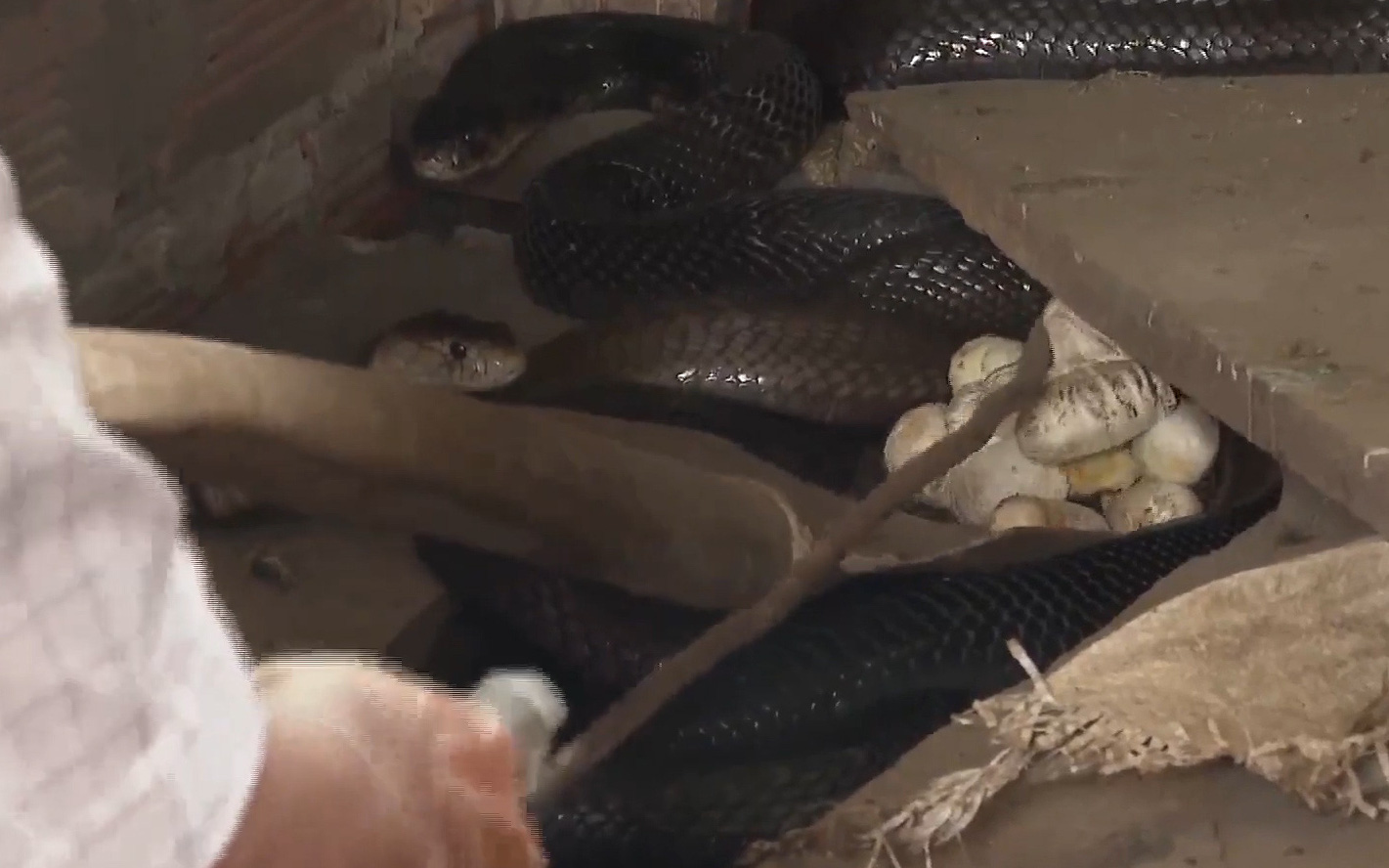 Nuôi hàng nghìn con rắn hổ đất, nông dân Bạc Liêu hốt bạc tỷ mỗi năm