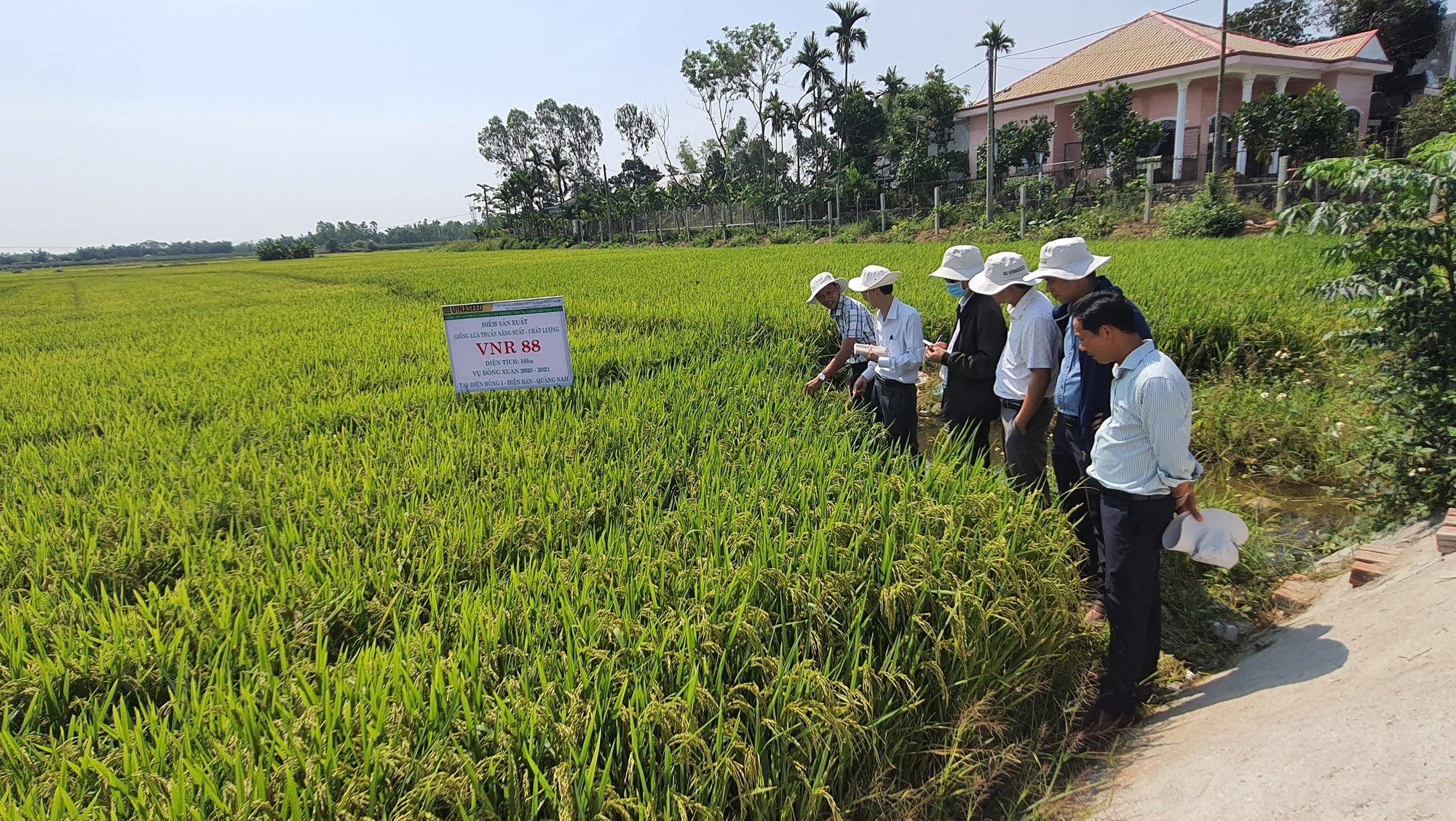 Quảng Nam: Nhiều giống lúa mới triển vọng cho năng suất cao đáp ứng được kỳ vọng của nông dân - Ảnh 3.