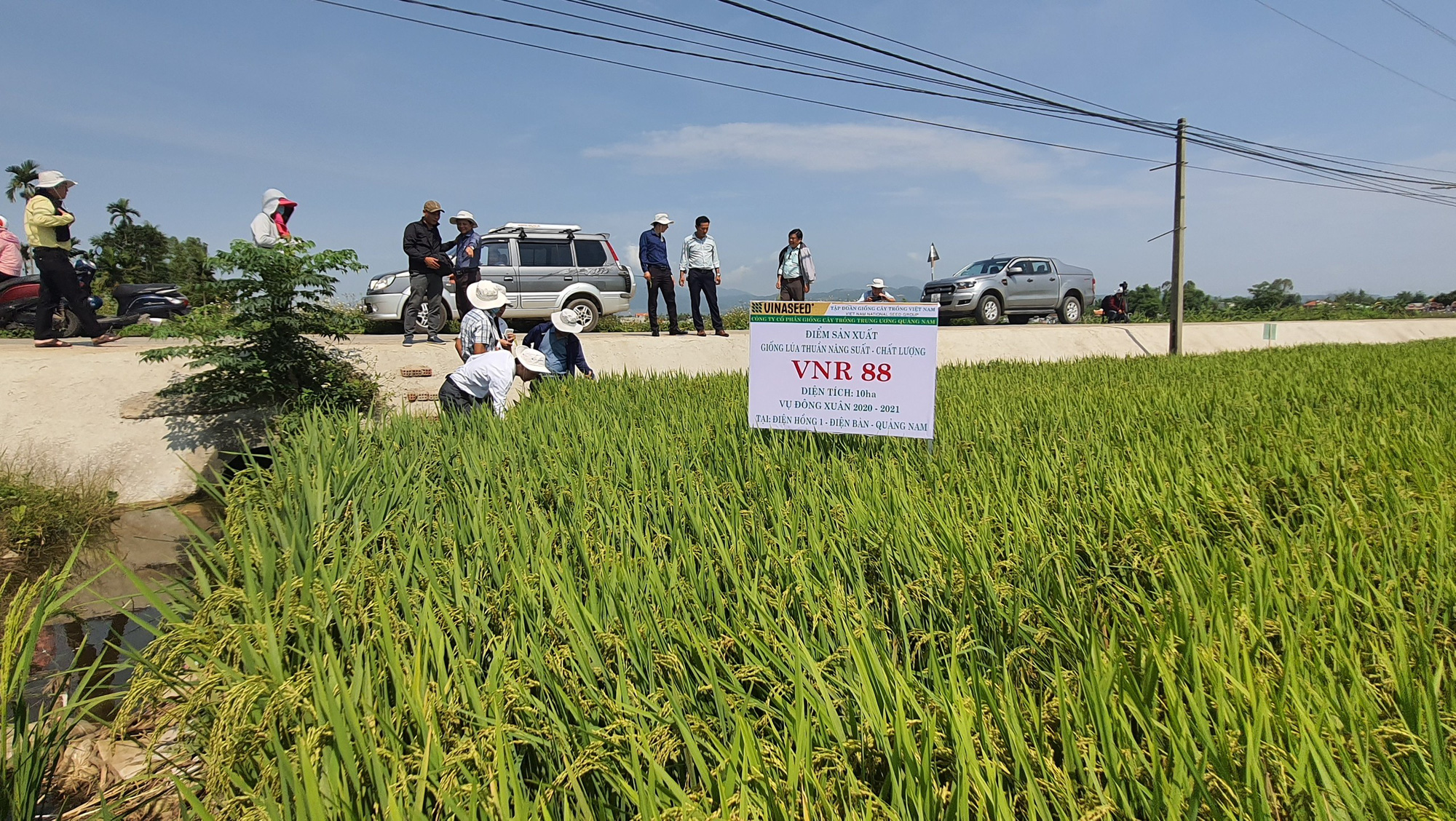 Quảng Nam: Nhiều giống lúa mới triển vọng cho năng suất cao đáp ứng được kỳ vọng của nông dân - Ảnh 4.