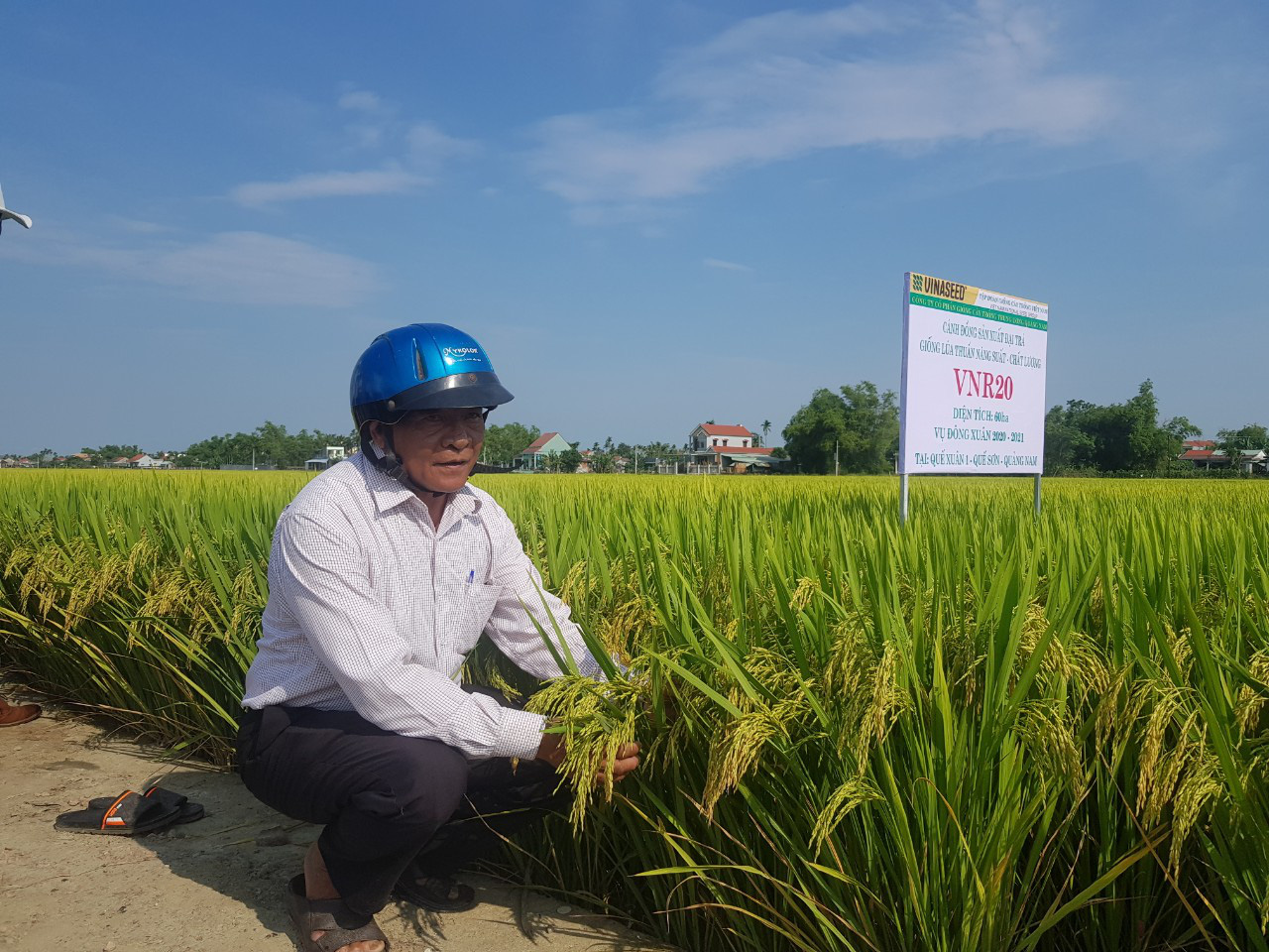 Quảng Nam: Nhiều giống lúa mới triển vọng cho năng suất cao đáp ứng được kỳ vọng của nông dân - Ảnh 1.