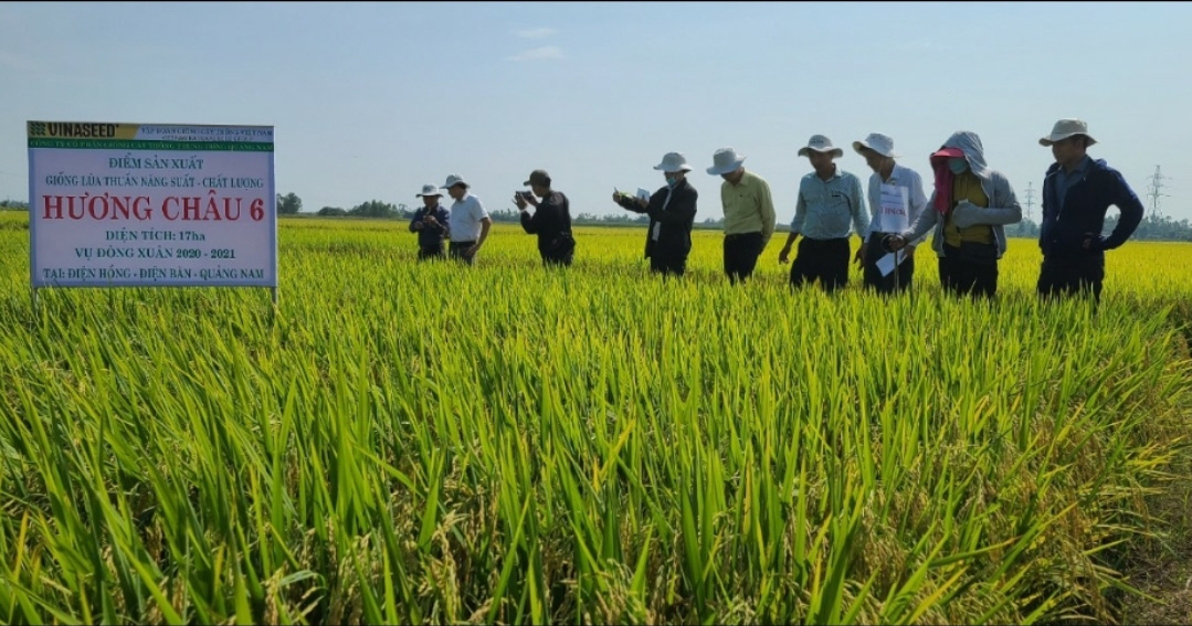 Quảng Nam: Nhiều giống lúa mới triển vọng cho năng suất cao đáp ứng được kỳ vọng của nông dân - Ảnh 5.