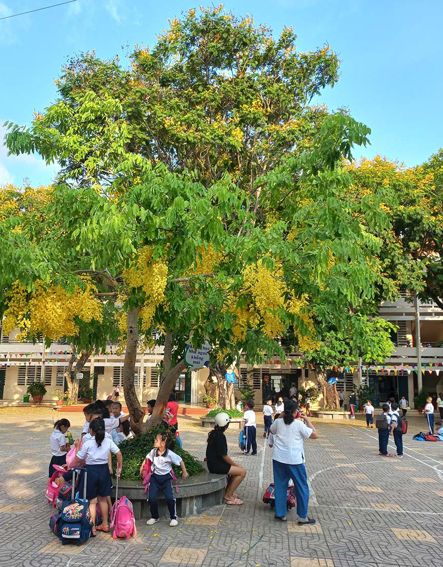 Lim xẹt cổ thụ là một trong những loài cây cổ thụ đặc biệt và độc đáo, với hình dáng khác lạ. Hãy cùng chiêm ngưỡng những hình ảnh tuyệt đẹp của cây Lim xẹt và khám phá vẻ đẹp tự nhiên tuyệt vời tại đây.