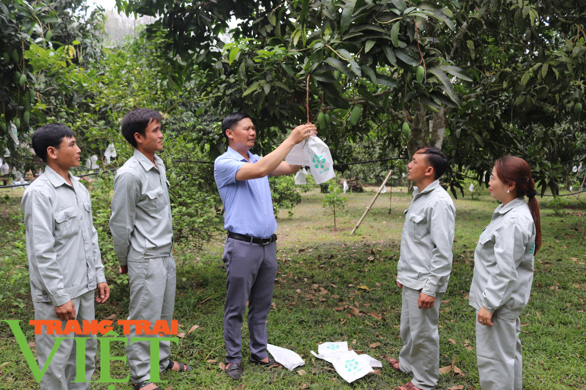 Lợi ích từ việc “mặc áo” cho trái cây ở Sơn La - Ảnh 2.