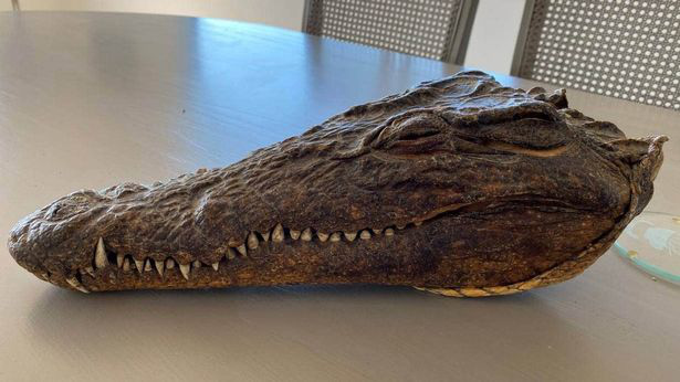 Chiếc đầu cá sấu do Hoàng thân Philip săn vào năm 1957 được bán đấu giá lên tới 5.100 bảng Anh - Ảnh 1.