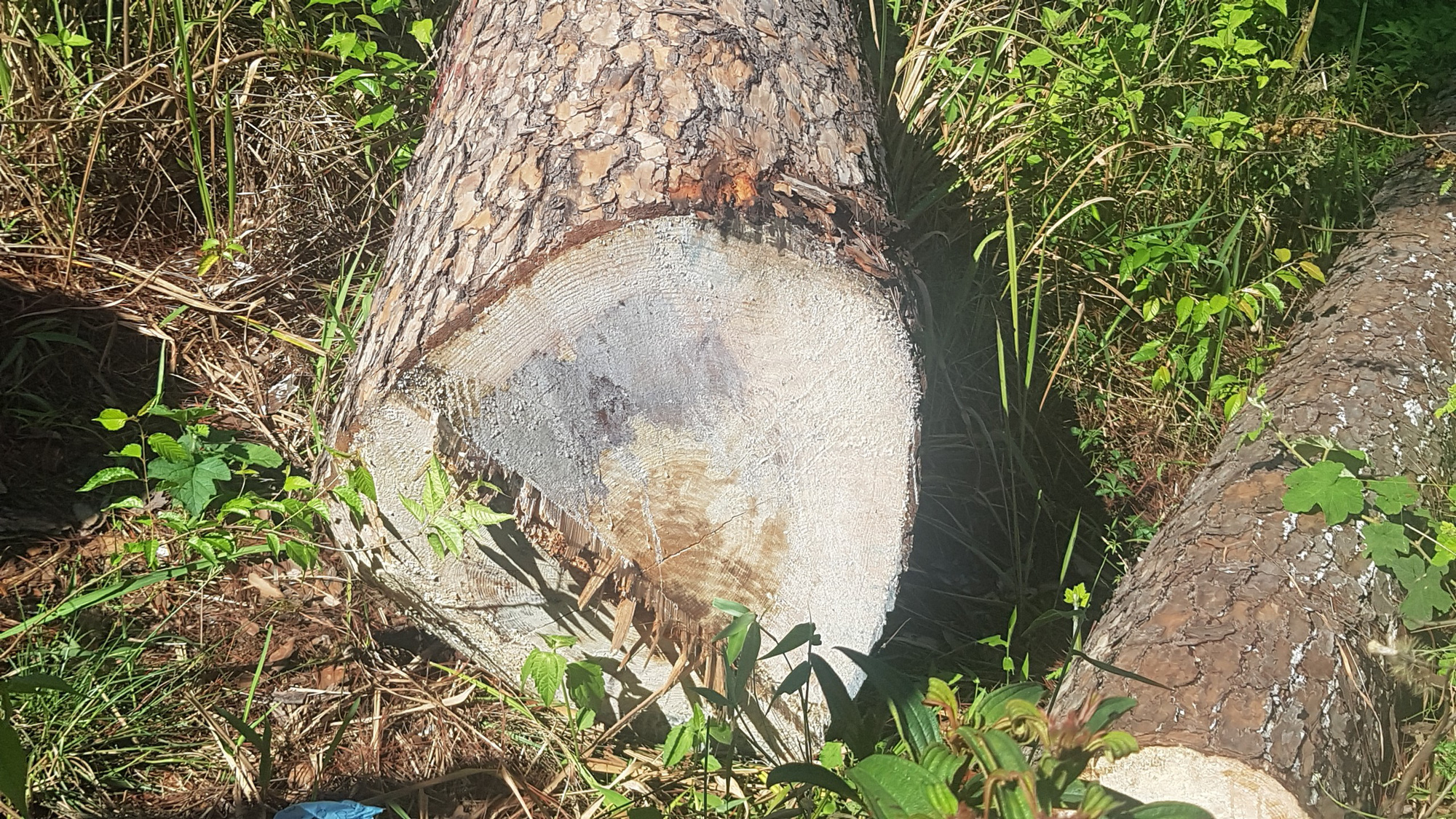 Công an vào cuộc điều tra vụ cưa hạ nhiều cây thông cổ thụ giữa TP.Đà Lạt - Ảnh 4.