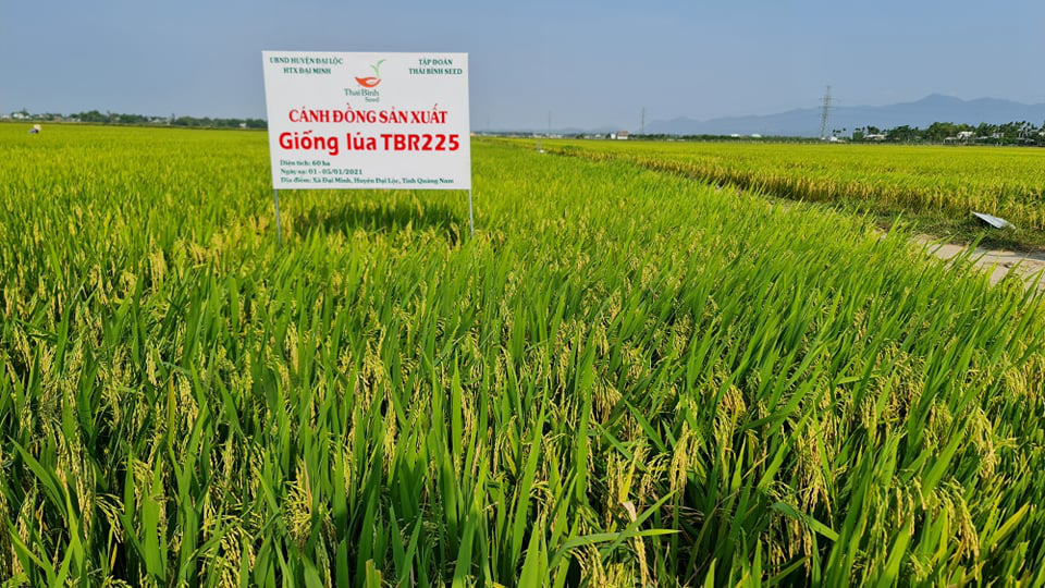 Quảng Nam: Hai giống lúa thuần BC15 mới, TBR225 được mùa nông dân phấn khởi - Ảnh 2.