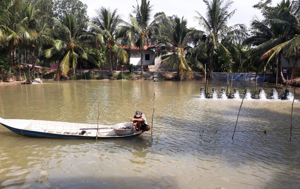 Đồng Tháp: Cho cá chạch lấu, cá heo đuôi đỏ ở &quot;chung nhà&quot;, bán đắt tiền, ông nông dân lãi hơn nửa tỷ đồng - Ảnh 2.