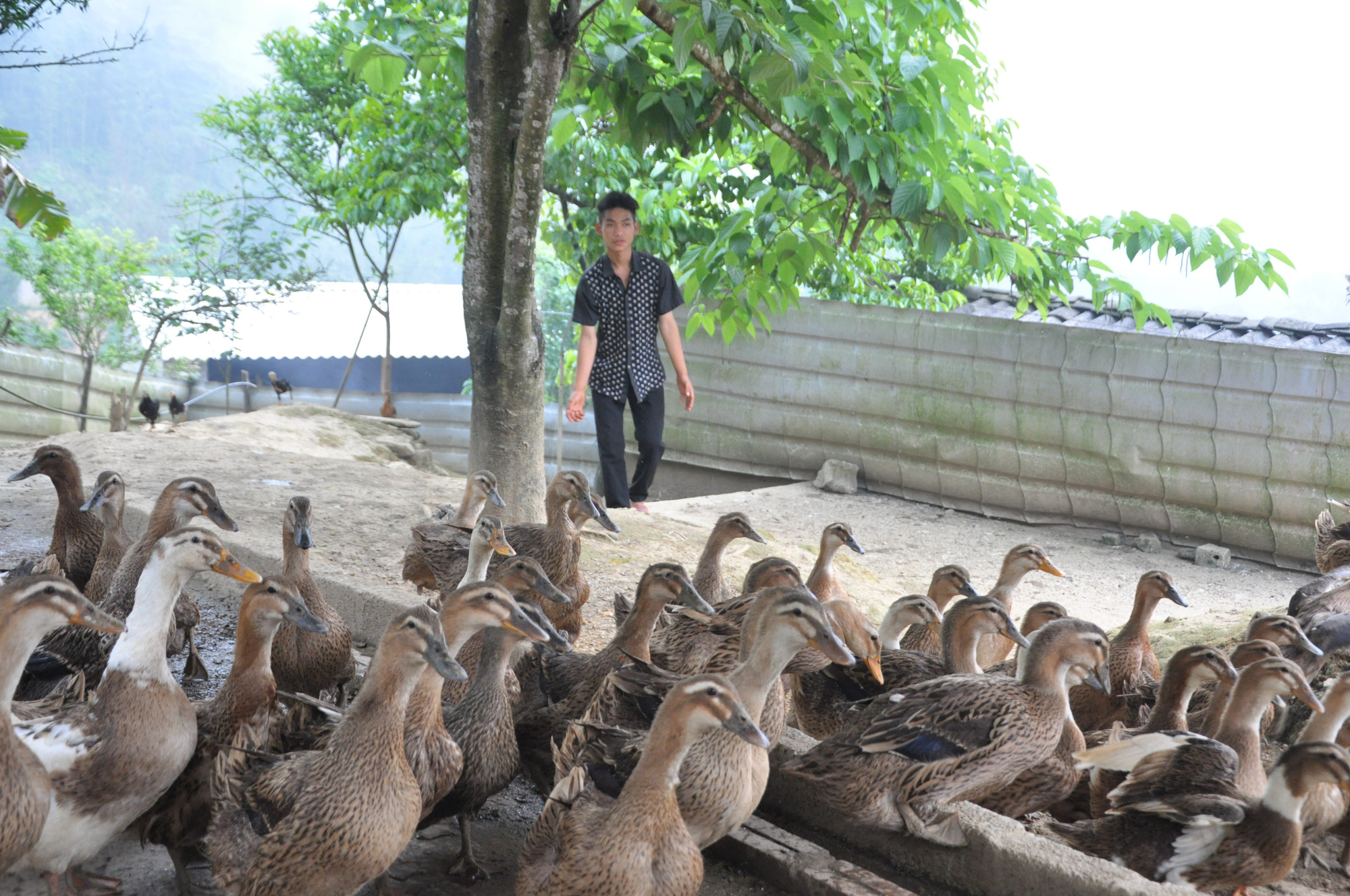 Giá gia cầm hôm nay 26/4: Giá gà, vịt liên tục biến động, người nuôi loài vịt này bán giá cao vẫn &quot;cháy hàng&quot; - Ảnh 1.