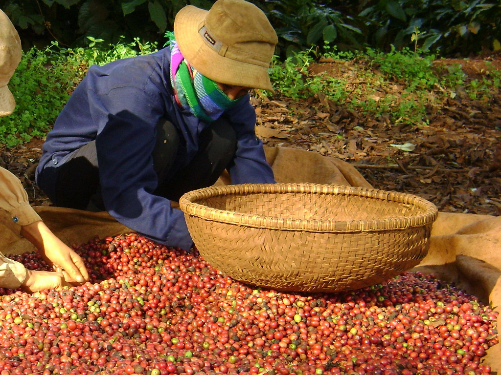 Giá cà phê đồng loạt tăng, 3 thị trường lớn nào đang tăng mua cà phê Việt Nam? - Ảnh 1.