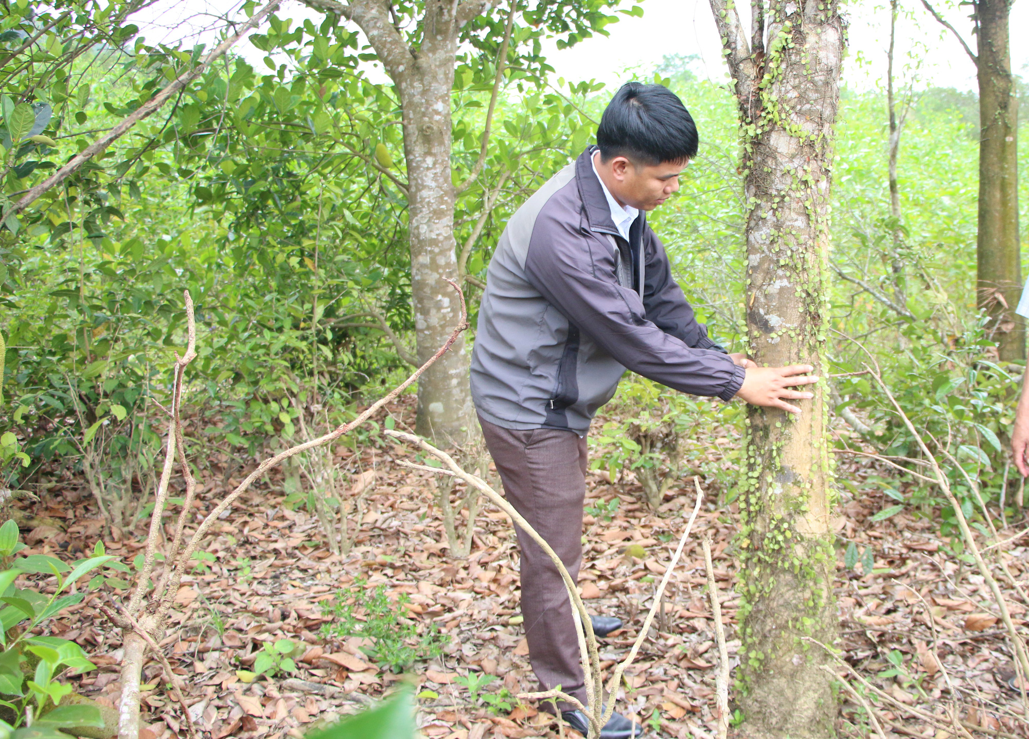 Đắk Lắk: Trồng &quot;cây bạc tỷ&quot;, chạy theo phong trào, 15 năm sau nông dân mới ngã ngửa vì điều này - Ảnh 1.